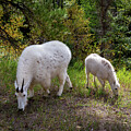 Grazing Mountain Goats 