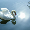 Swan 7